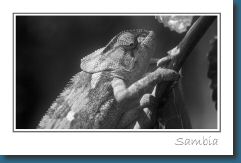 Postkarte Sambia b.jpg